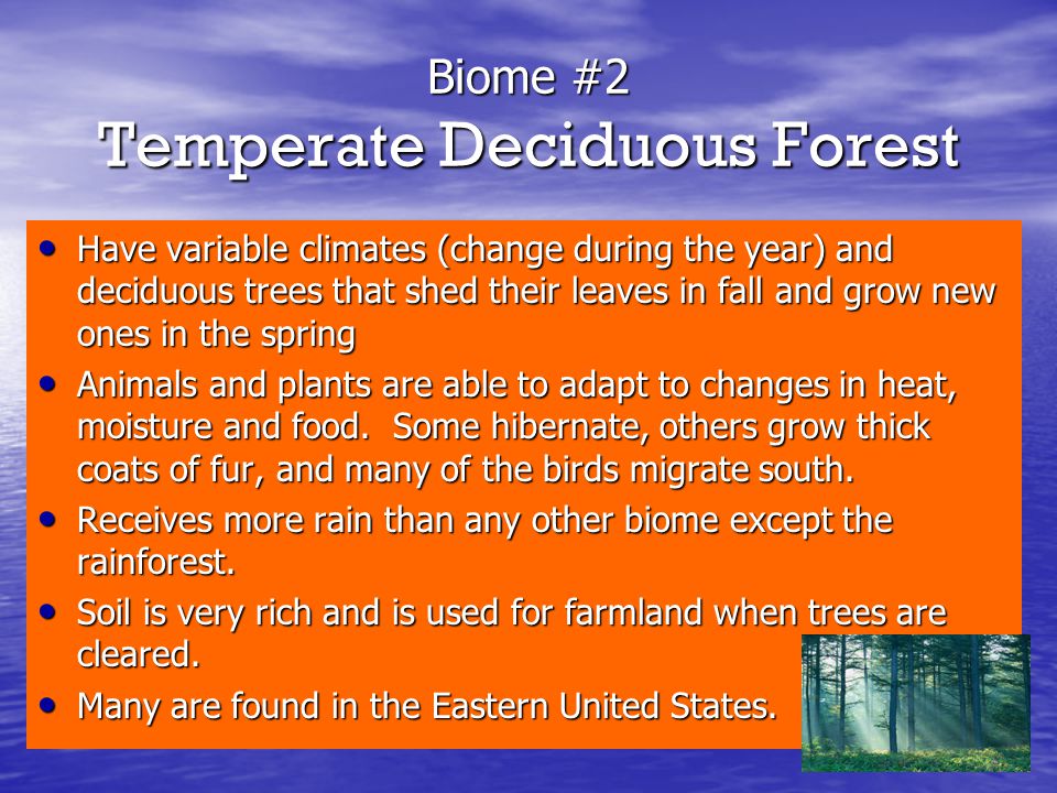 Biome #2 Temperate Deciduous Forest
