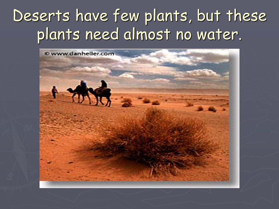 Deserts have few plants, but these plants need almost no water.