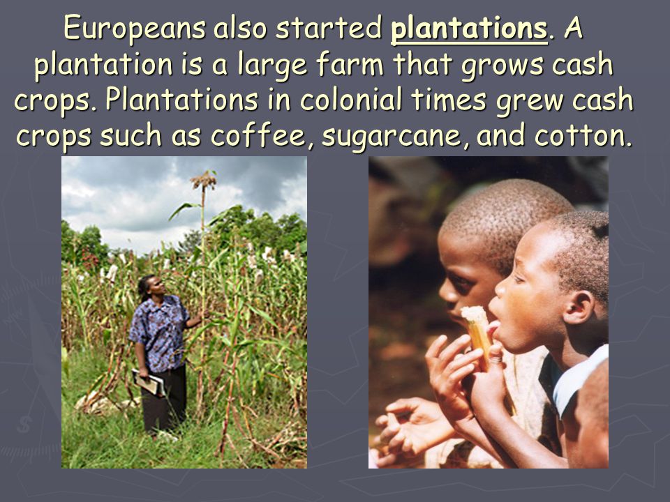 Europeans also started plantations