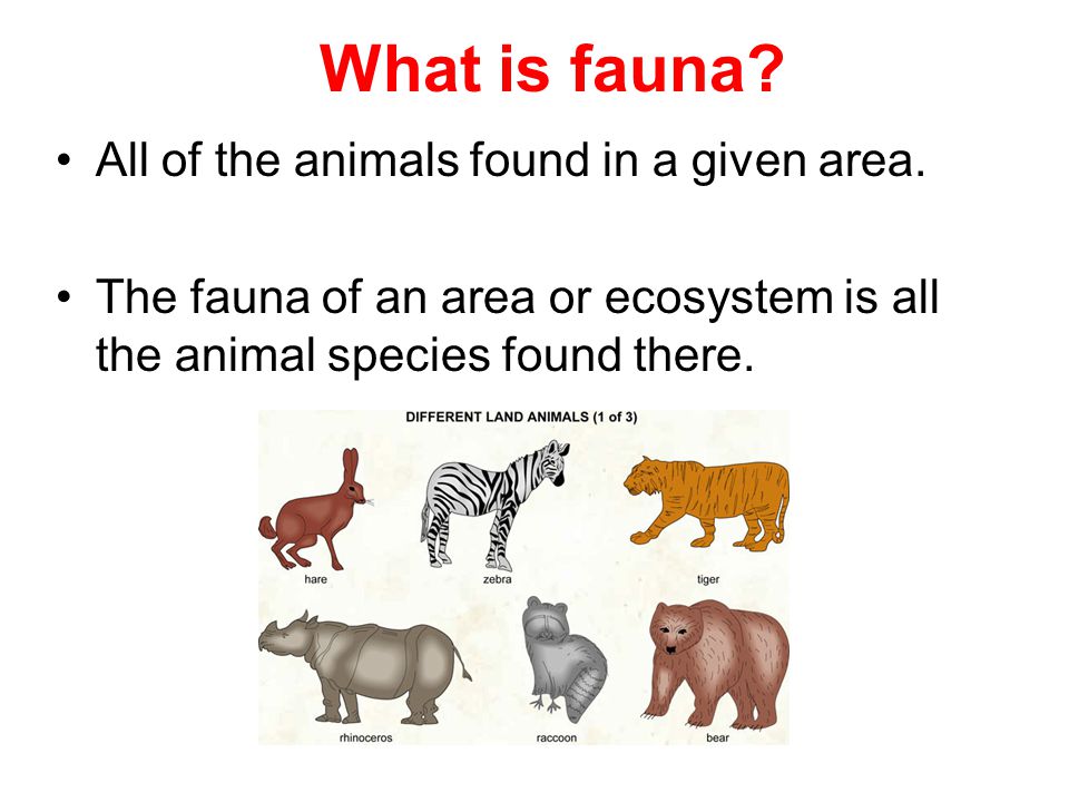 What is fauna All of the animals found in a given area.