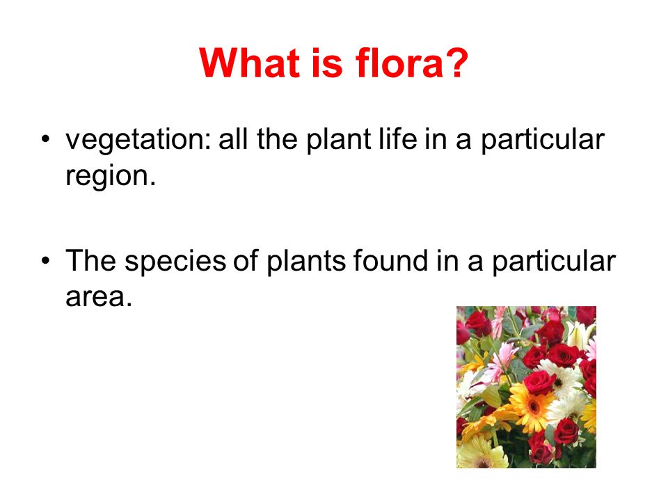 What is flora vegetation: all the plant life in a particular region.