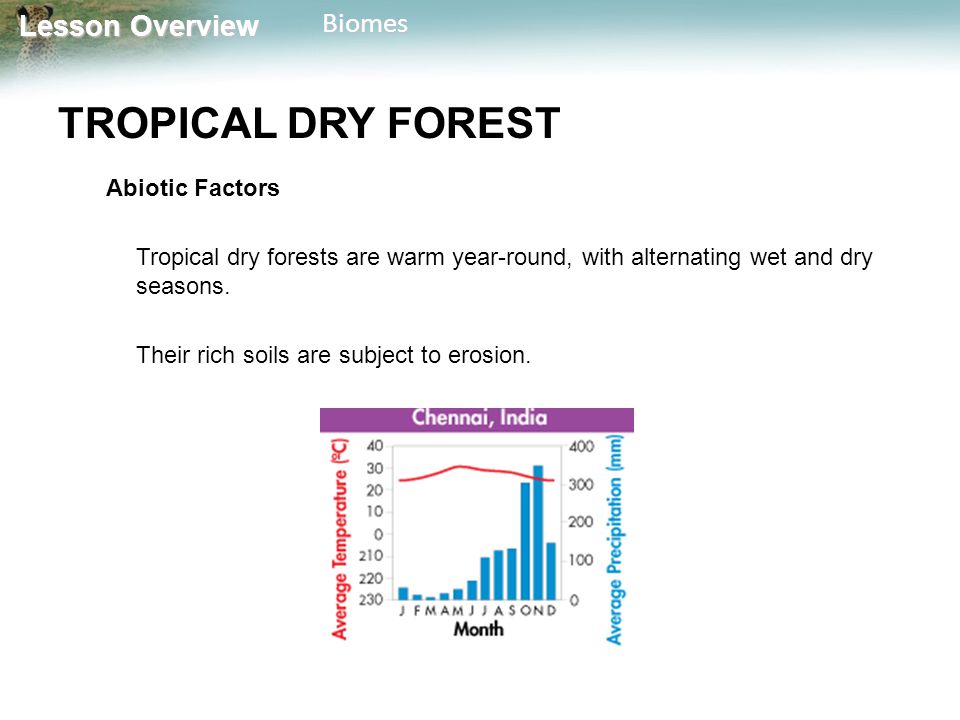 Tropical Dry Forest Climate Chart