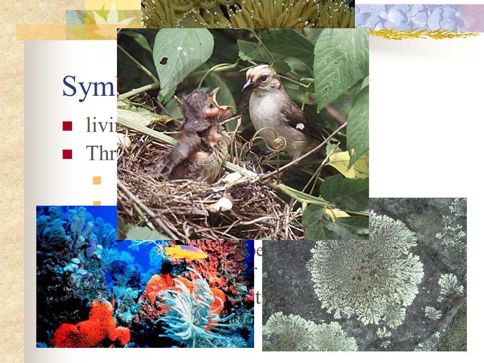 Symbiosis living together Three major kinds of symbiosis