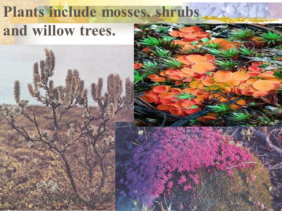 Plants include mosses, shrubs and willow trees.