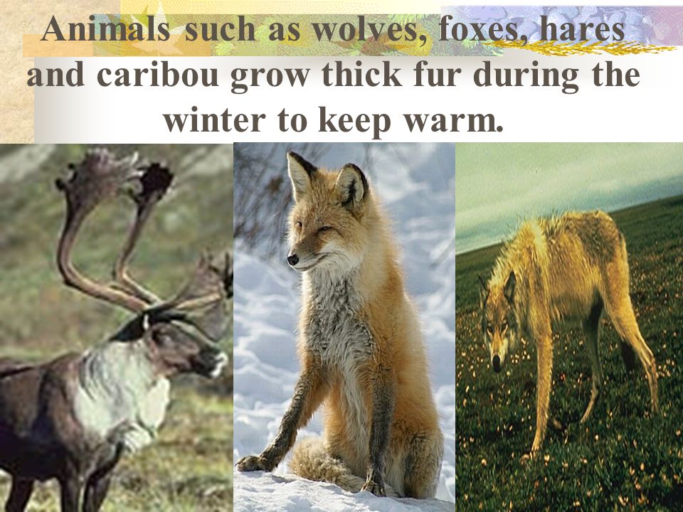 Animals such as wolves, foxes, hares and caribou grow thick fur during the winter to keep warm.