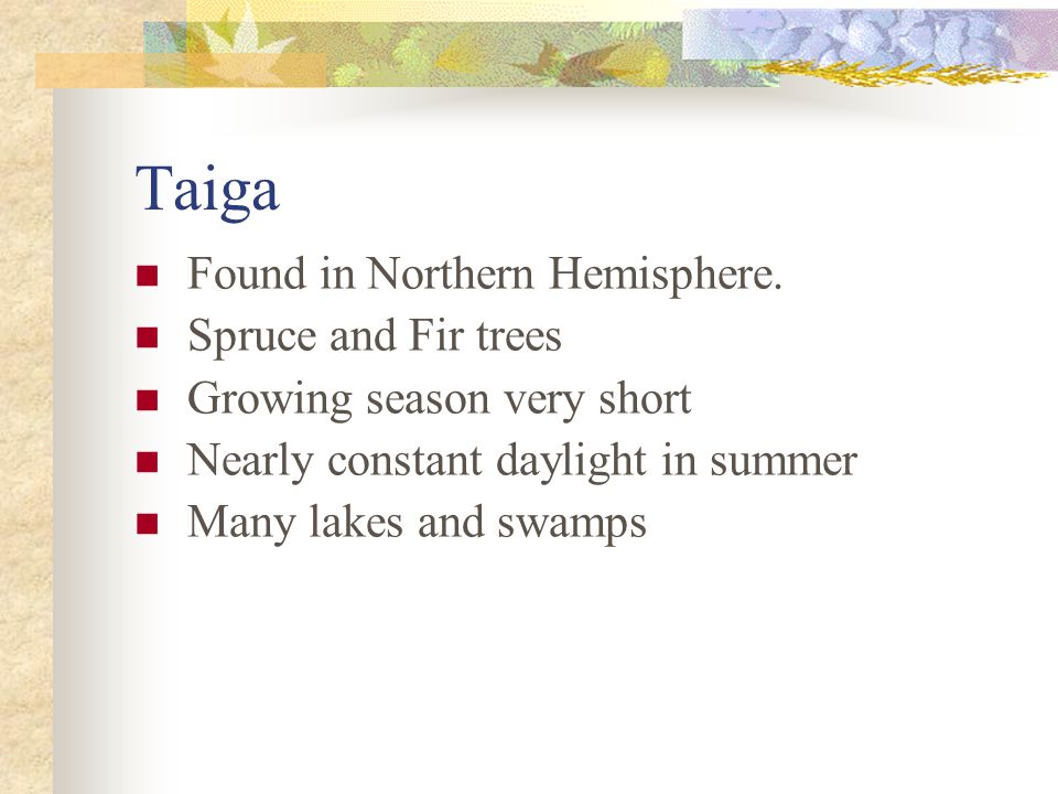 Taiga Found in Northern Hemisphere. Spruce and Fir trees