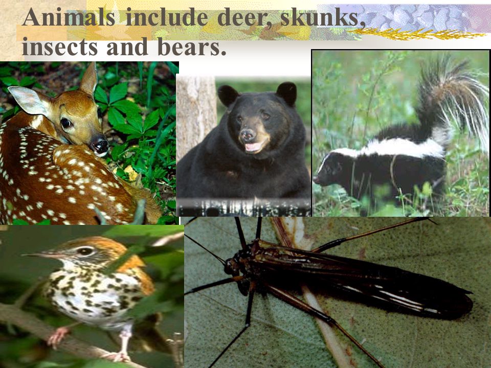 Animals include deer, skunks, insects and bears.