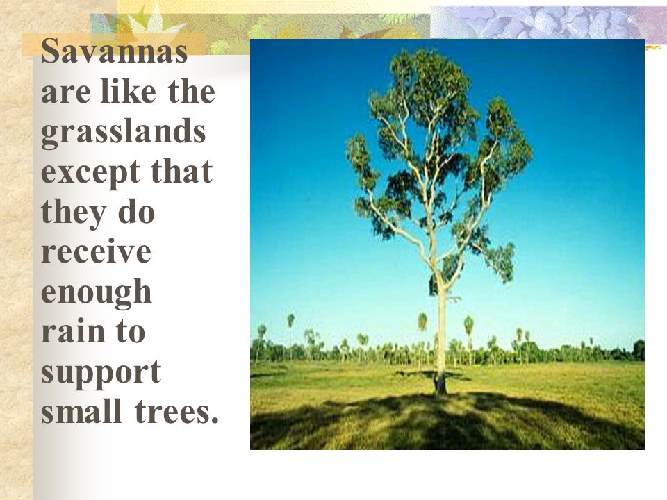 Savannas are like the grasslands except that they do receive enough rain to support small trees.