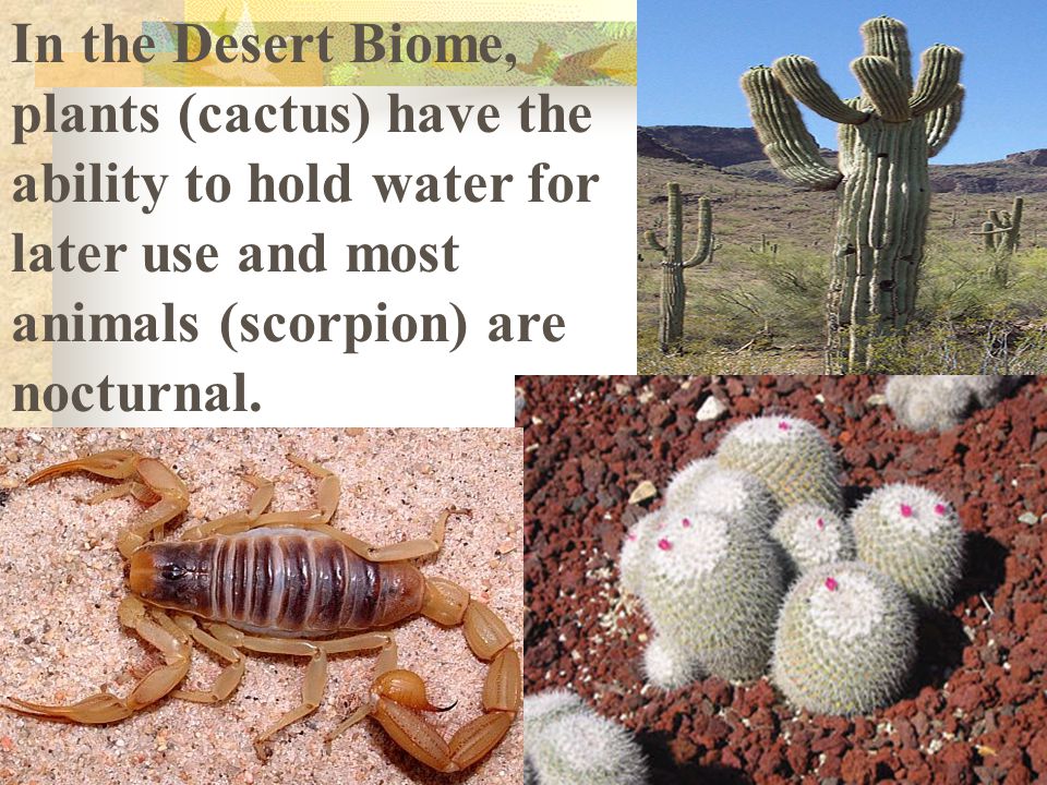 In the Desert Biome, plants (cactus) have the ability to hold water for later use and most animals (scorpion) are nocturnal.