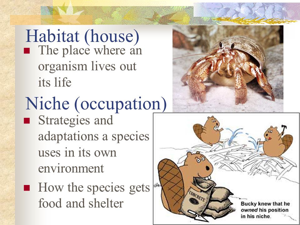 Habitat (house) Niche (occupation)