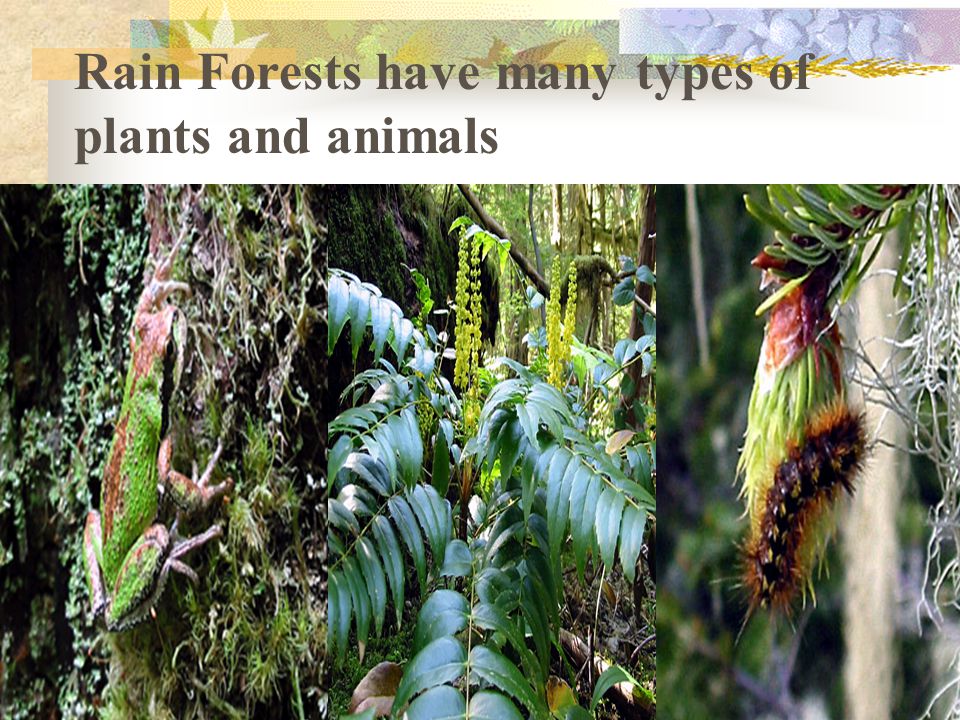 Rain Forests have many types of plants and animals