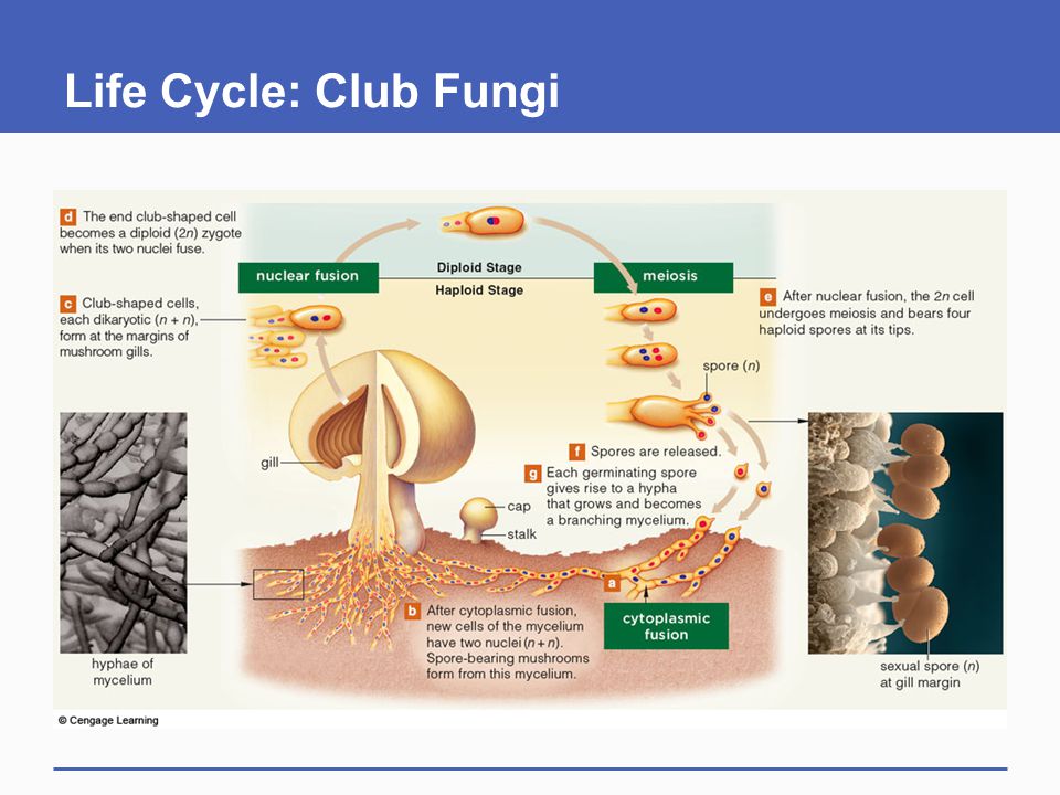 Fungi Ppt Download