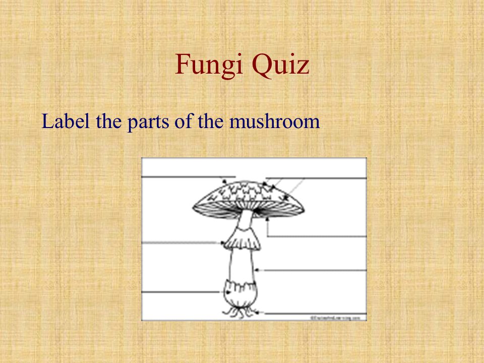 30 Diagram Of Mushroom With Label Labels Design Ideas 30 Diagram Of Mushroom With Label Labels Design Ideas