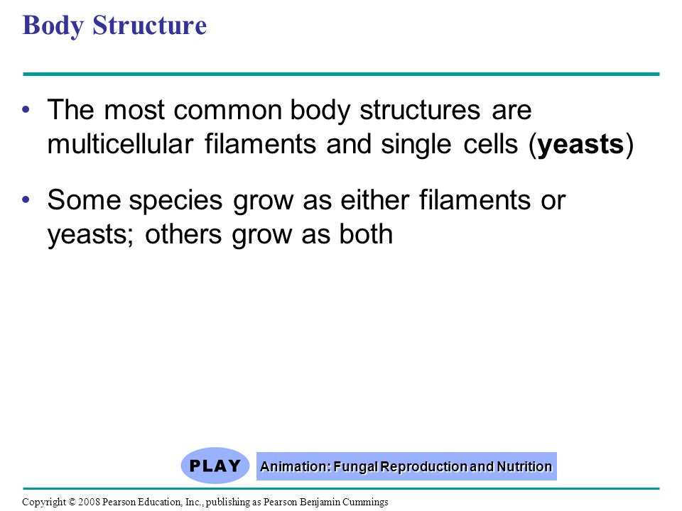 We are fun-guys! Figure  Can you spot the largest organism in this  forest? - ppt download