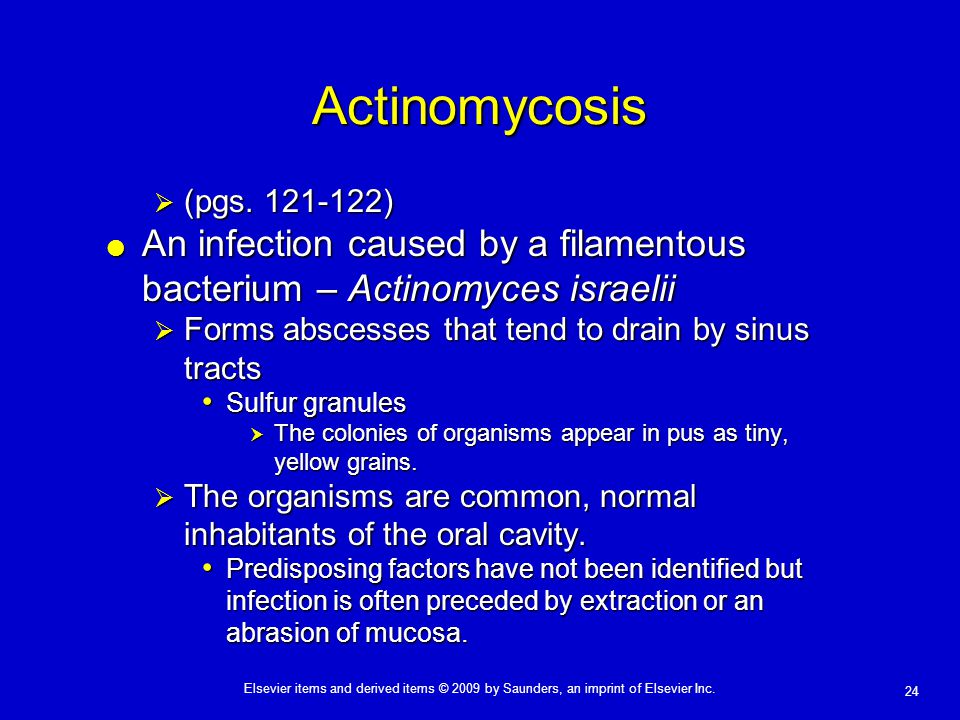 Actinomycosis (pgs ) An infection caused by a filamentous bacterium – Actinomyces israelii.