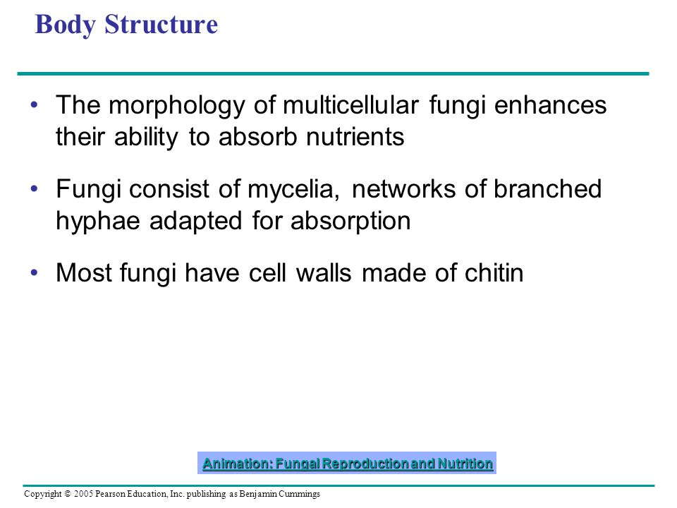 Chapter 31 Fungi. - ppt video online download