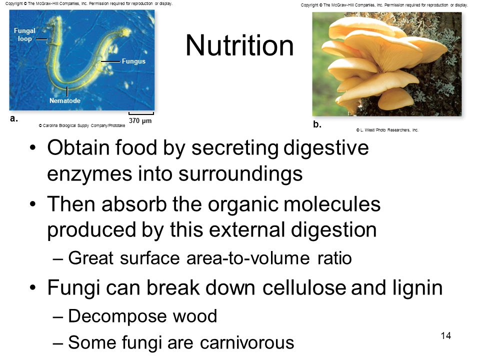 Nutrition Obtain food by secreting digestive enzymes into surroundings