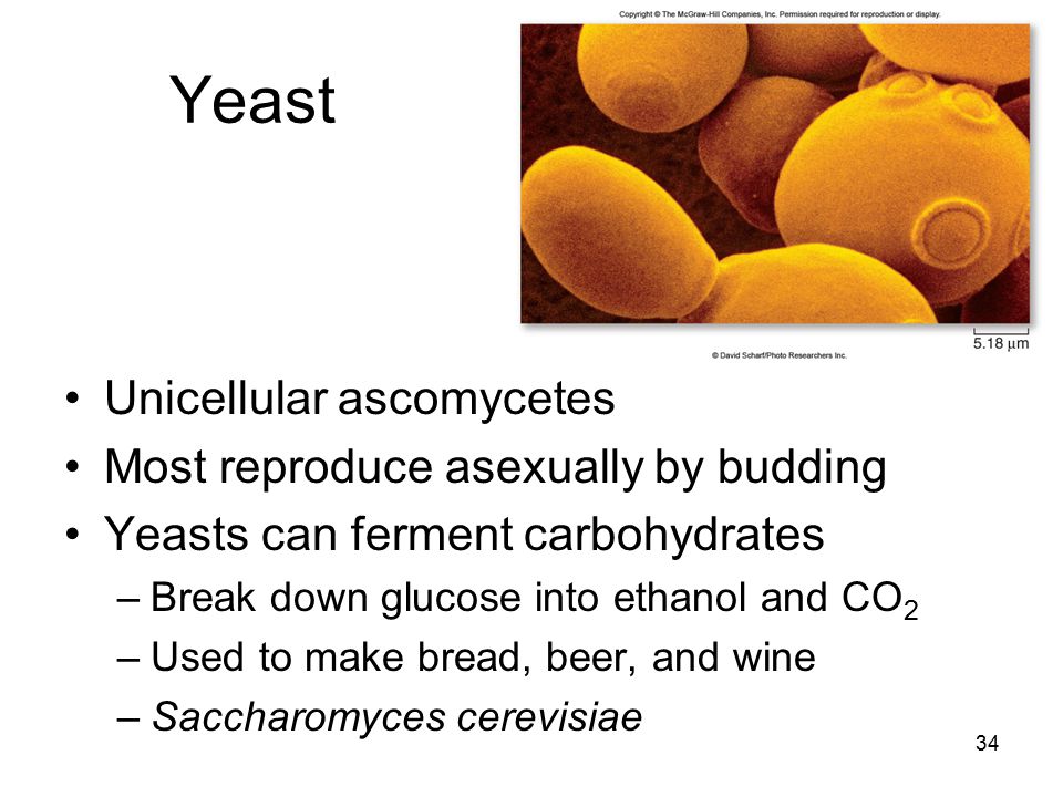 Yeast Unicellular ascomycetes Most reproduce asexually by budding