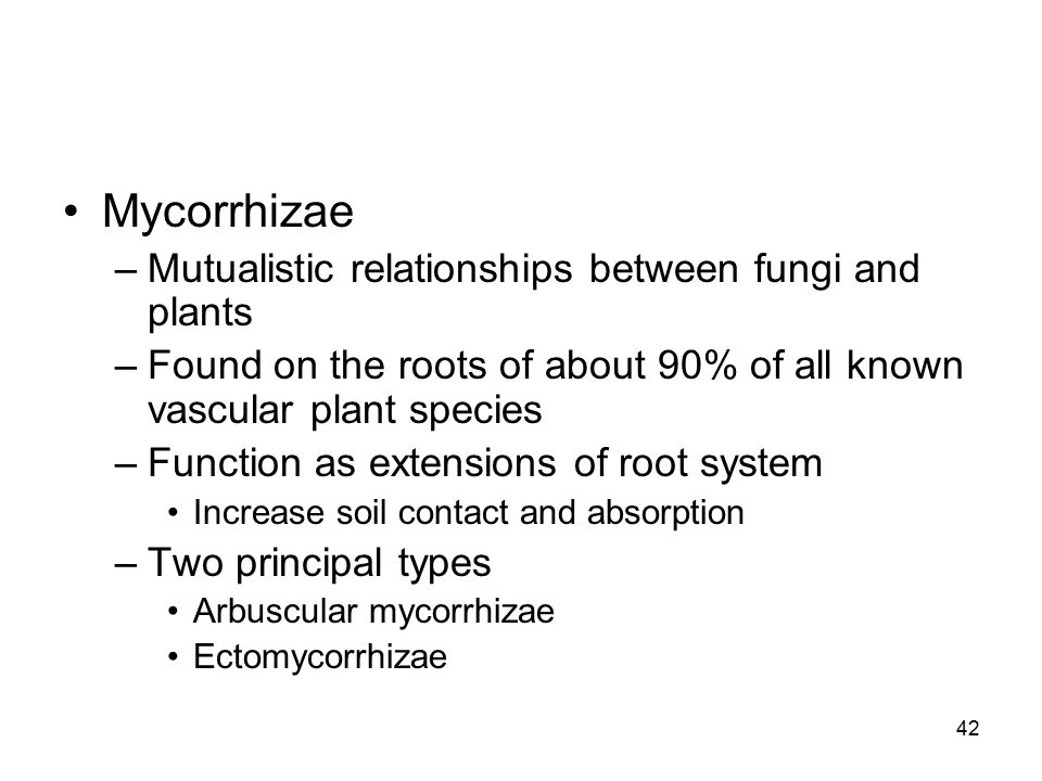 Mycorrhizae Mutualistic relationships between fungi and plants