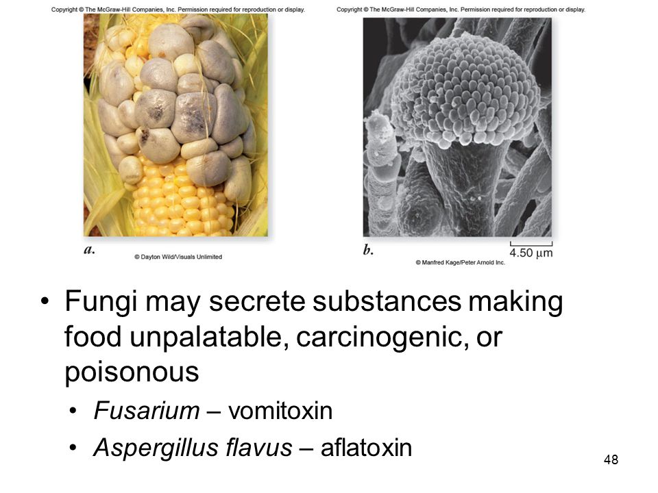 Fungi may secrete substances making food unpalatable, carcinogenic, or poisonous