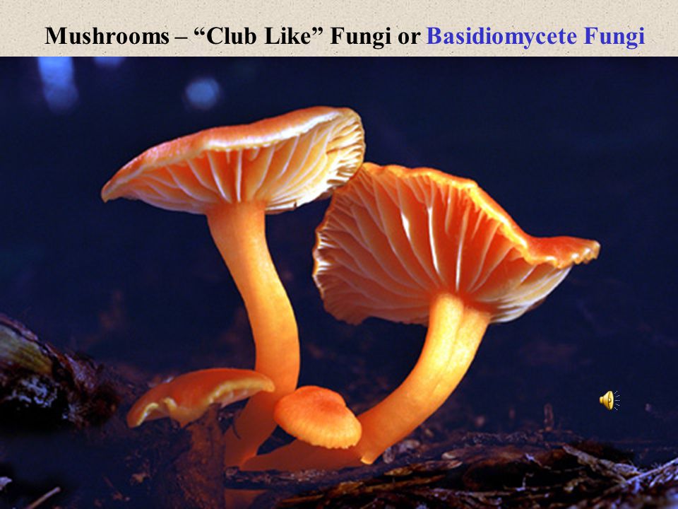 Mushrooms – Club Like Fungi or Basidiomycete Fungi
