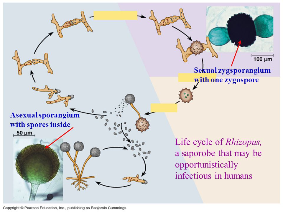 Life cycle of Rhizopus, a saporobe that may be opportunistically infectious...