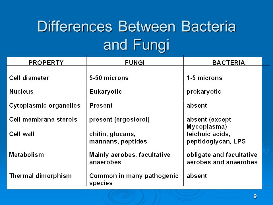 The main difference between. Difference between. Bacteria structure. Function bacteria.