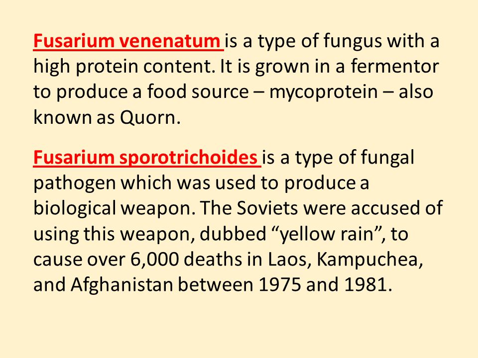 Fusarium venenatum is a type of fungus with a high protein content