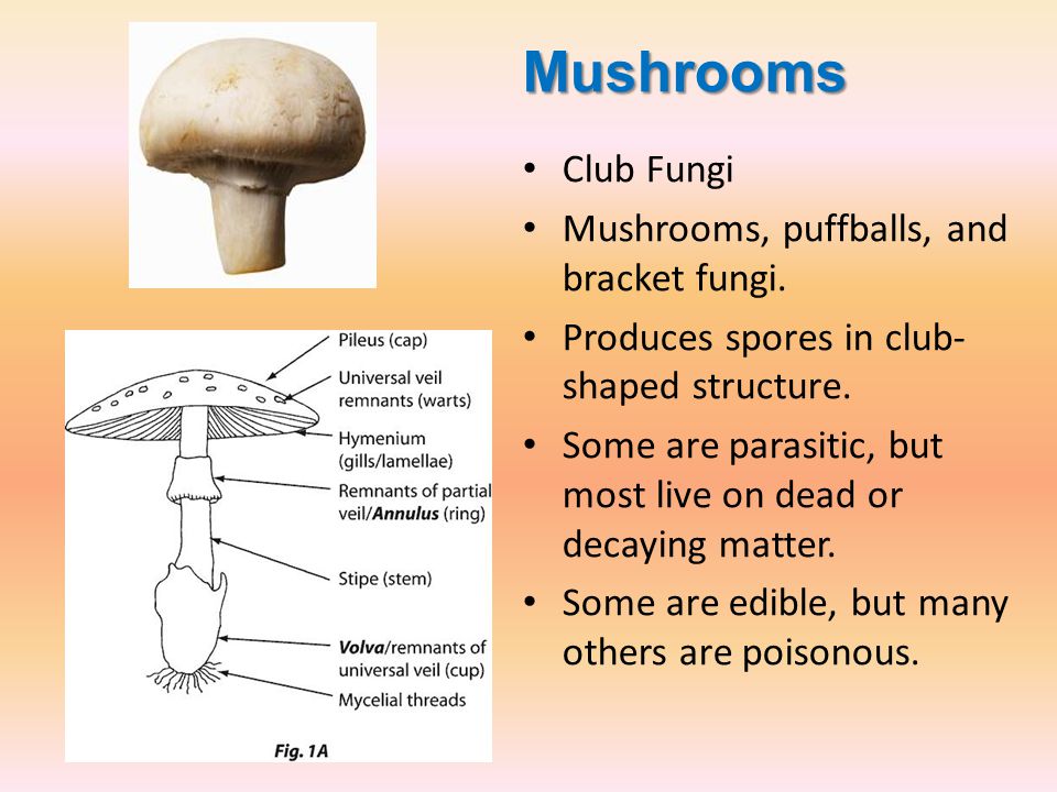 Fungi Ppt Video Online Download