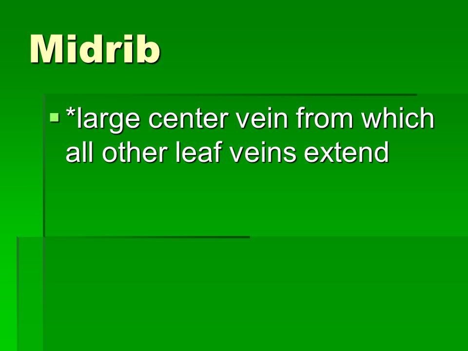 Midrib *large center vein from which all other leaf veins extend