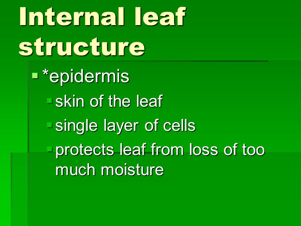 Internal leaf structure