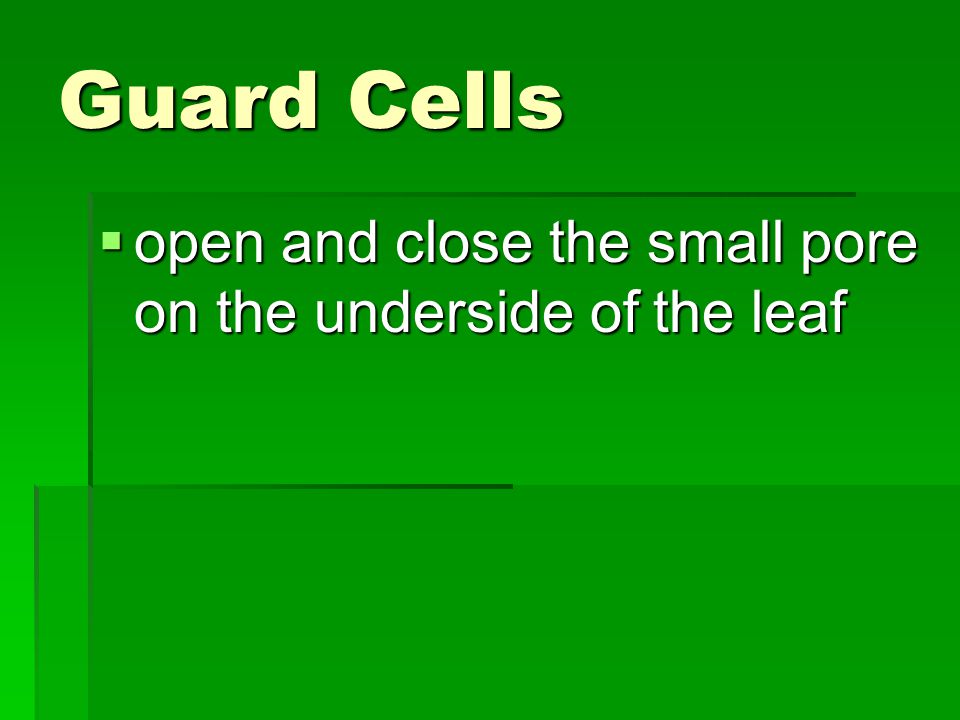 Guard Cells open and close the small pore on the underside of the leaf