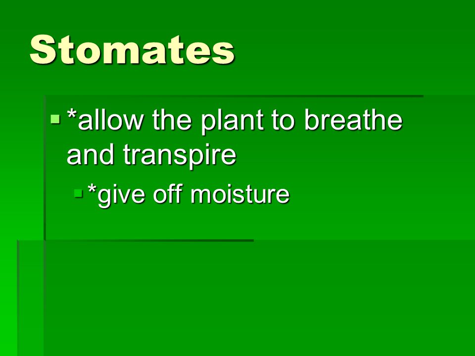 Stomates *allow the plant to breathe and transpire *give off moisture