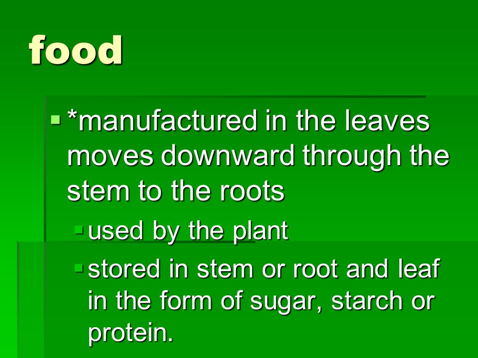 food *manufactured in the leaves moves downward through the stem to the roots. used by the plant.