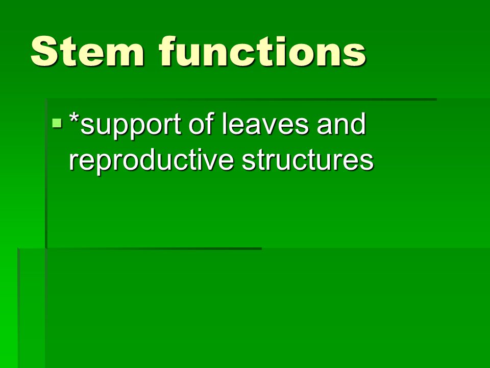 Stem functions *support of leaves and reproductive structures