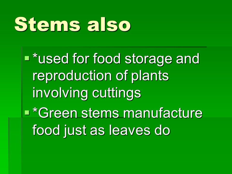Stems also *used for food storage and reproduction of plants involving cuttings.