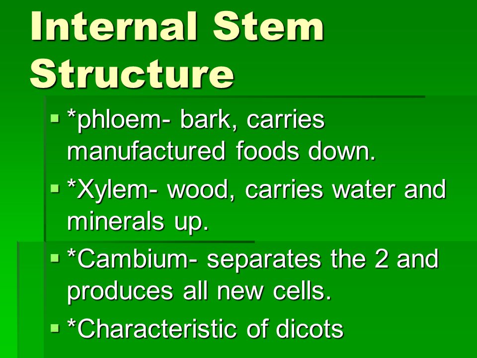 Internal Stem Structure