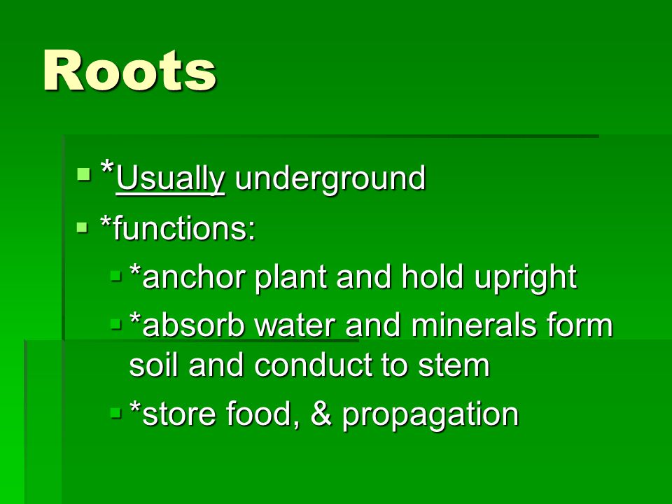 Roots *Usually underground *functions: *anchor plant and hold upright