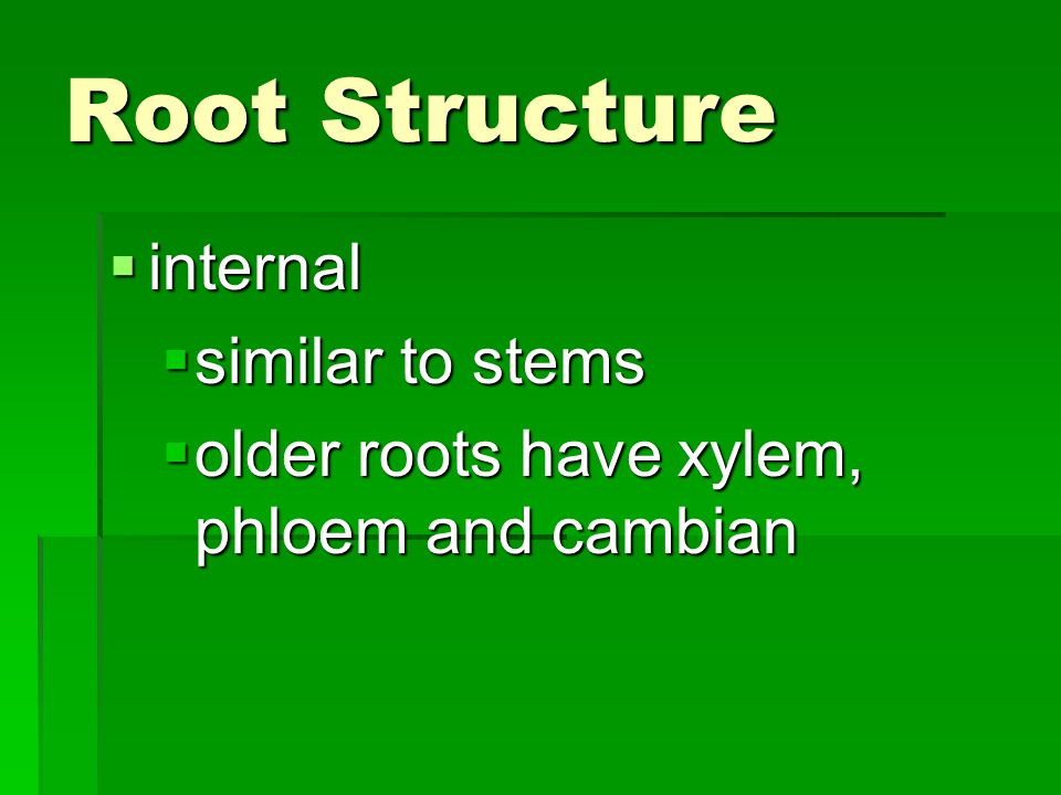 Root Structure internal similar to stems