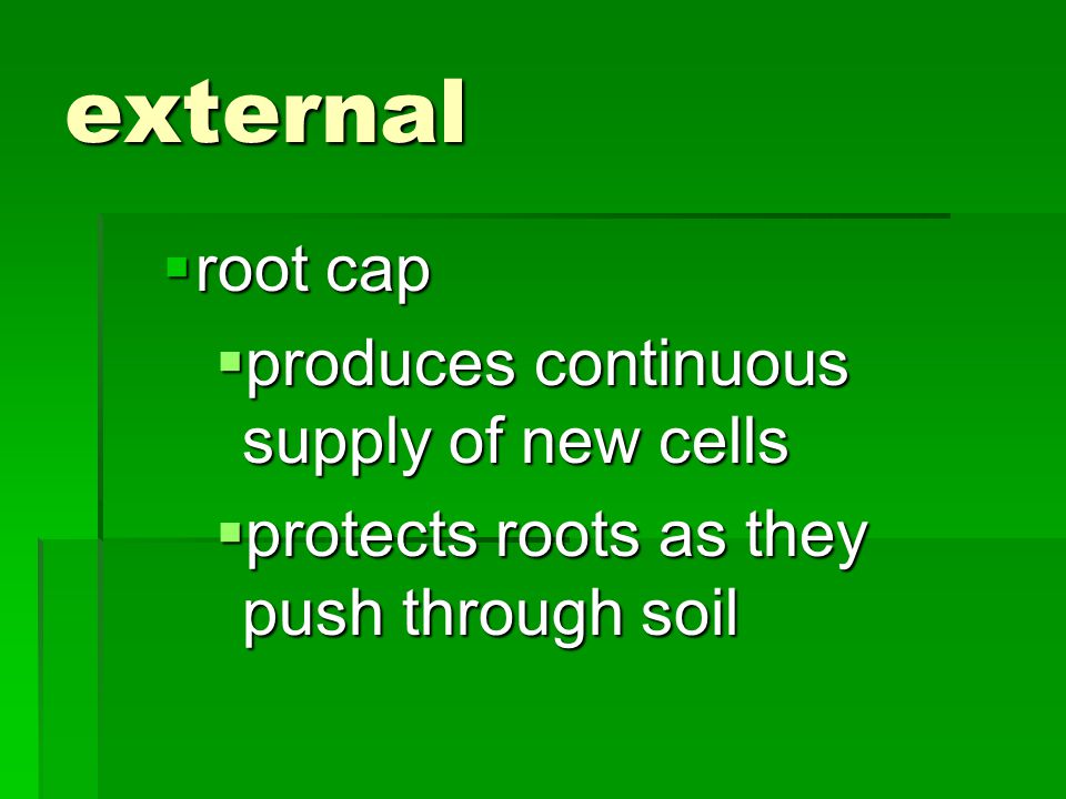 external root cap produces continuous supply of new cells