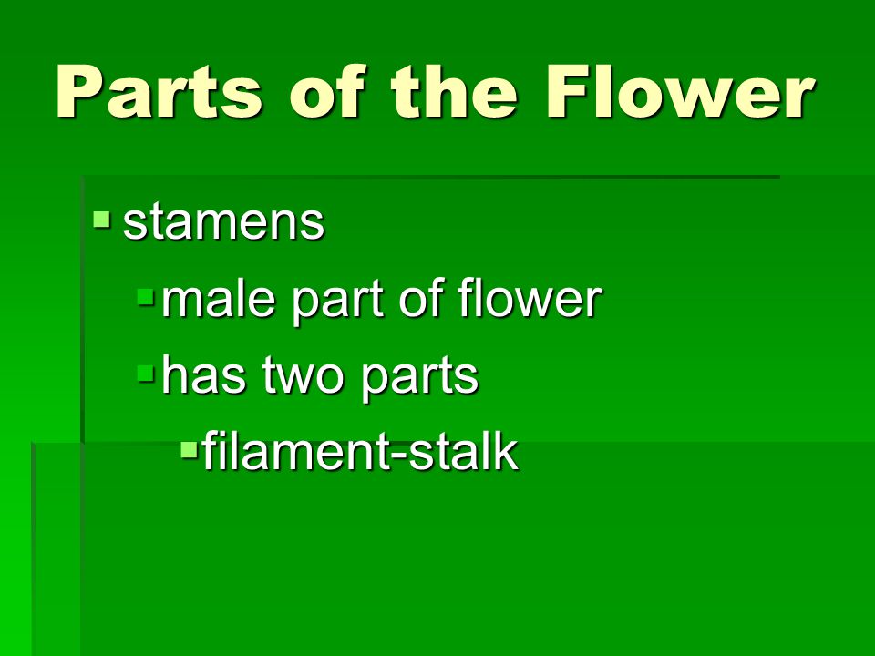 Parts of the Flower stamens male part of flower has two parts