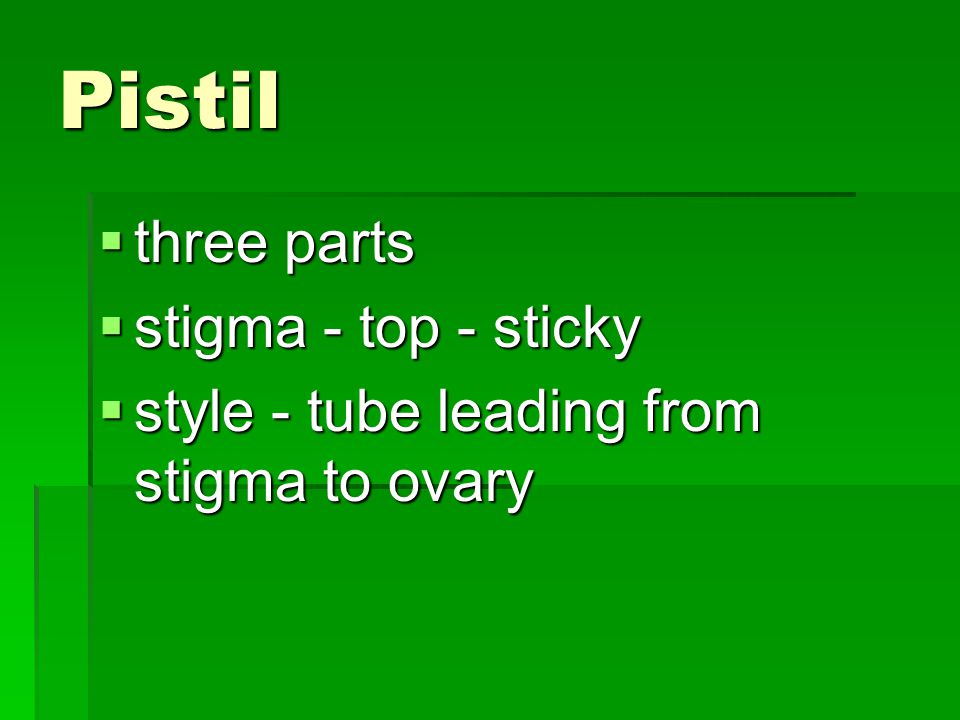 Pistil three parts stigma - top - sticky