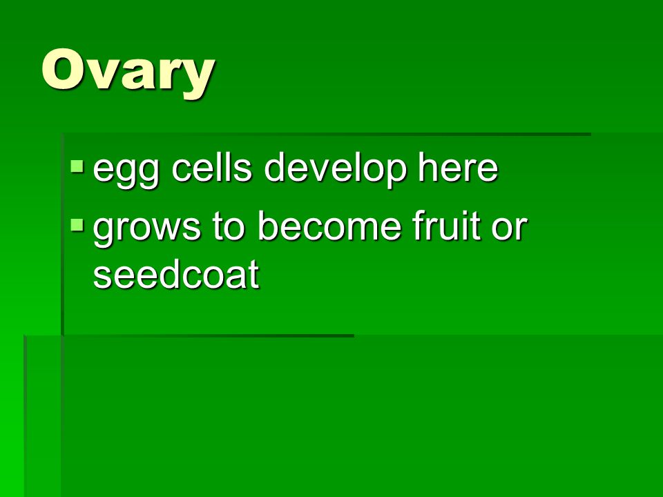 Ovary egg cells develop here grows to become fruit or seedcoat