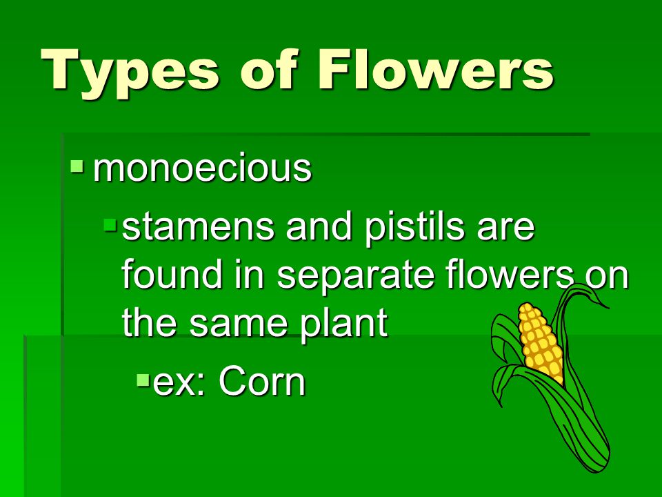 Types of Flowers monoecious
