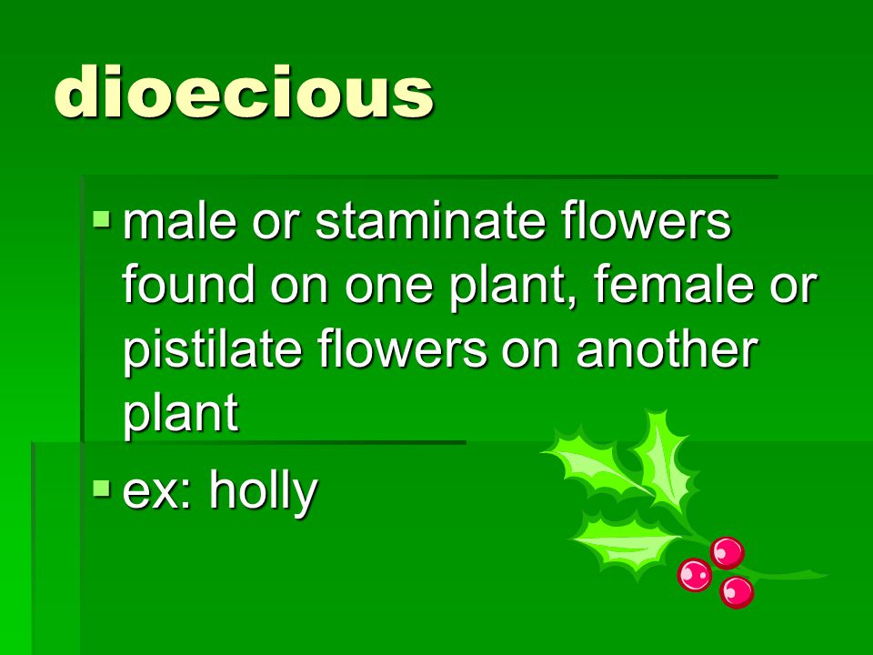 dioecious male or staminate flowers found on one plant, female or pistilate flowers on another plant.