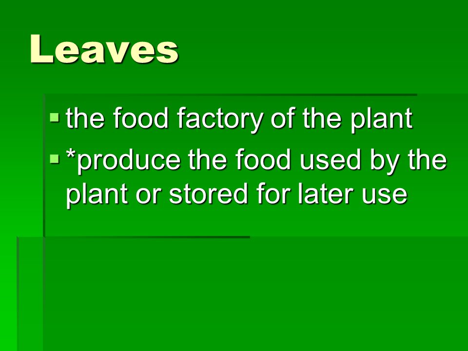 Leaves the food factory of the plant