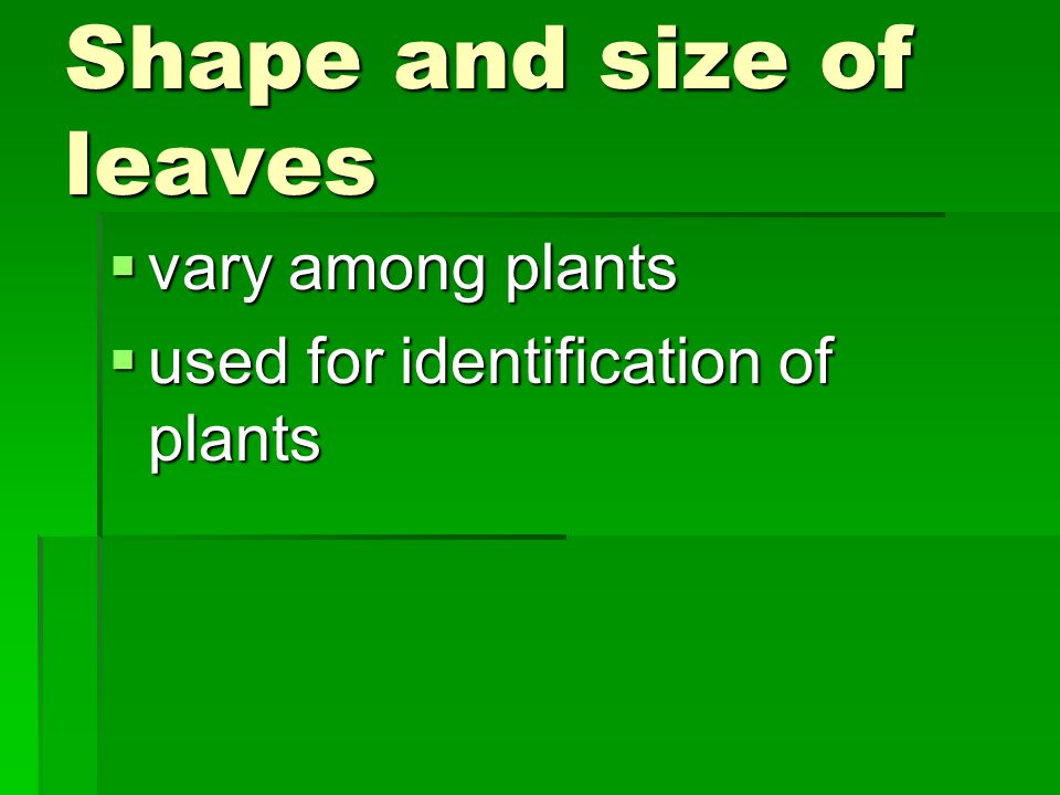 Shape and size of leaves