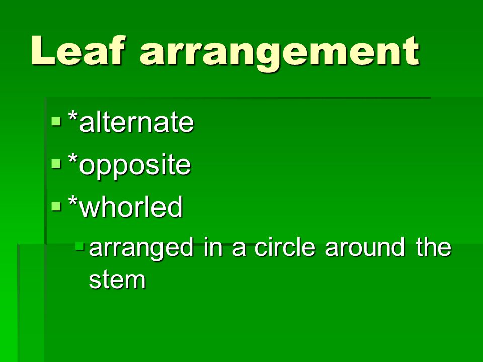 Leaf arrangement *alternate *opposite *whorled
