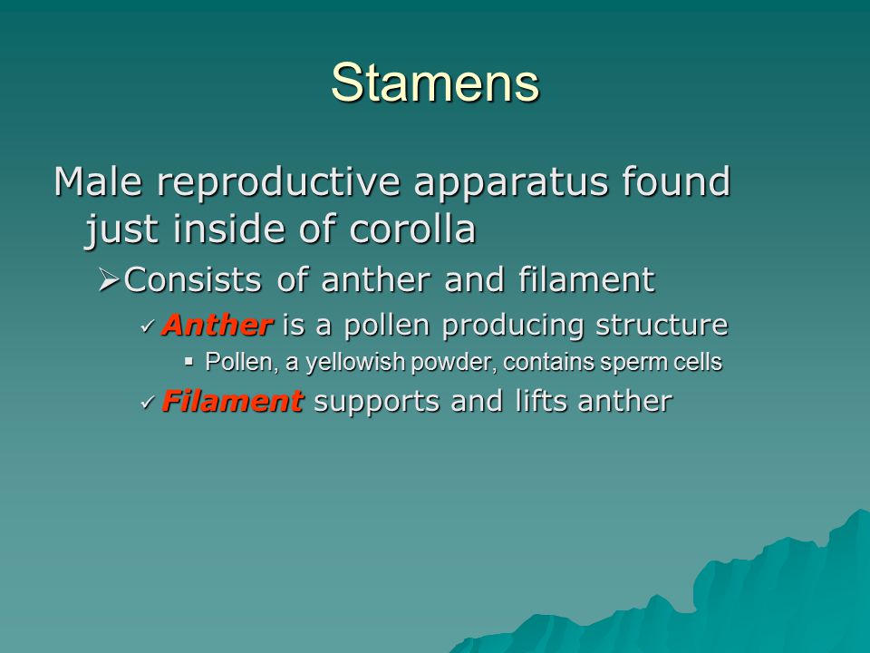 Stamens Male reproductive apparatus found just inside of corolla