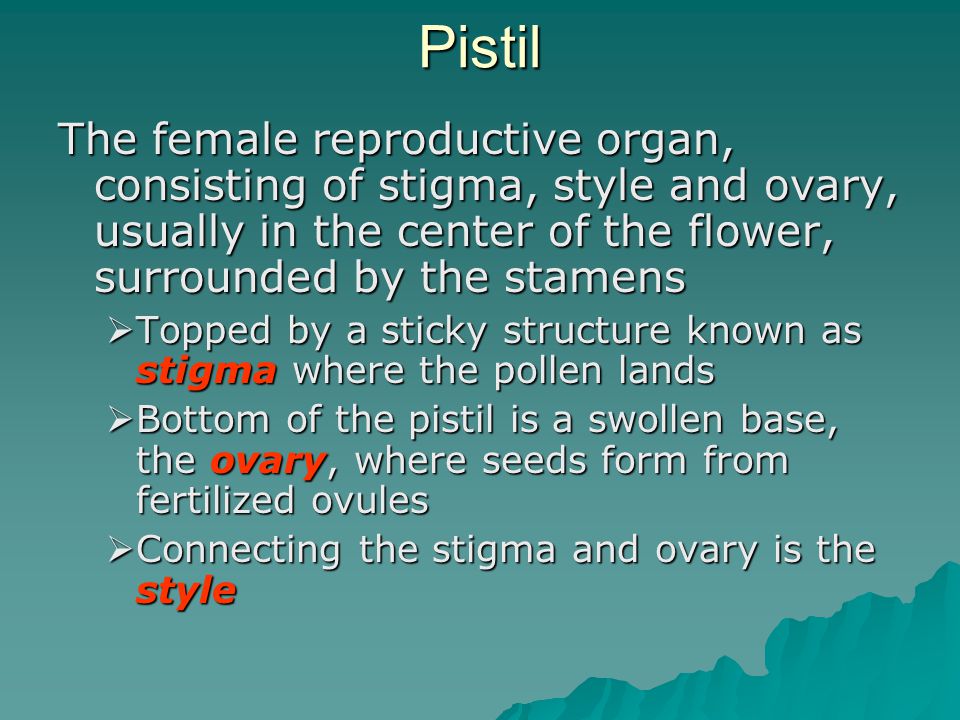 Pistil The female reproductive organ, consisting of stigma, style and ovary, usually in the center of the flower, surrounded by the stamens.
